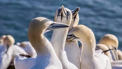 开云体育平台APP-亚平宁月光下的叹息：当蓝色浪漫遇冷酷高卢铁蹄