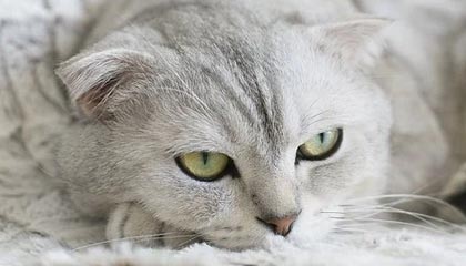 开云平台-法国网球队横扫世界网球队，纳达尔统治全场：新时代体育巨星崛起的精彩篇章