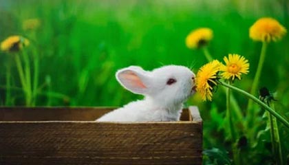 开云体育入口-美国完胜勒沃库森，格拉利什统治全场：足球盛宴的巅峰瞬间